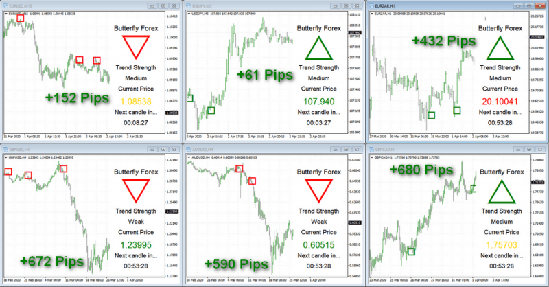 BUTTERFLY FOREX1.png