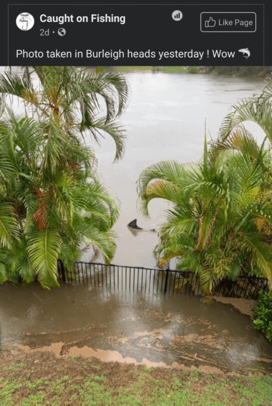 burleigh-heads-shark-in-floods-qld.png