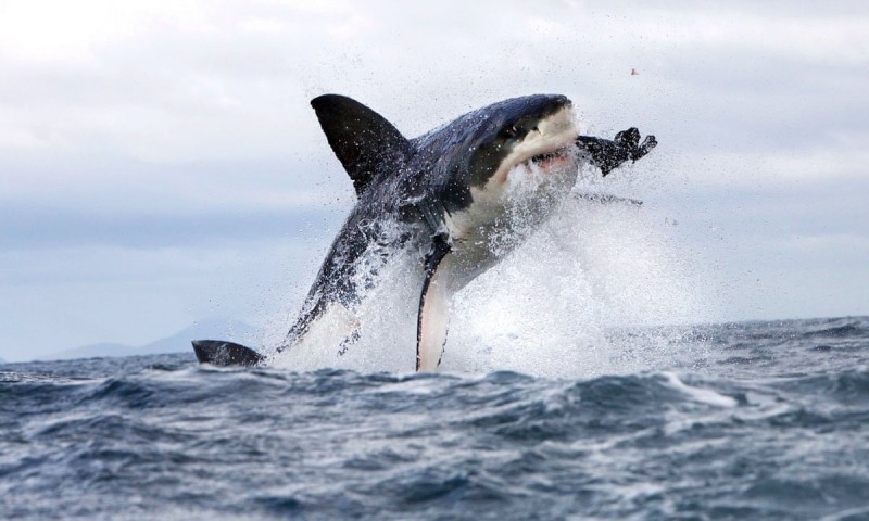 shark attack.jpg