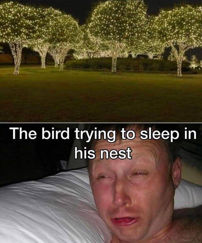 christmas-lights-birds.jpg