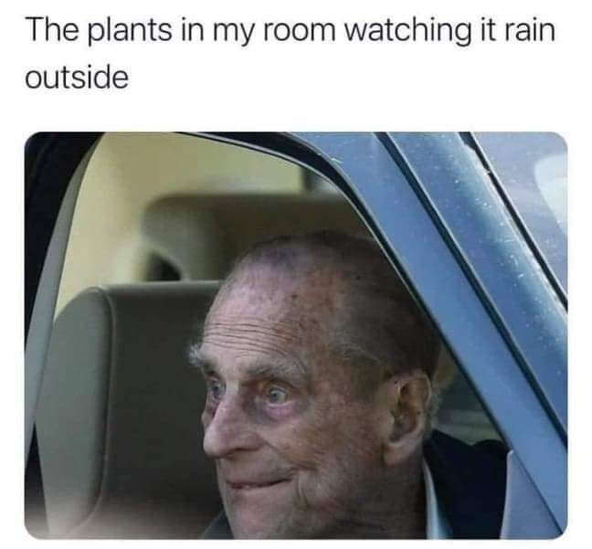 my indoor plants watching it rain meme.jpg