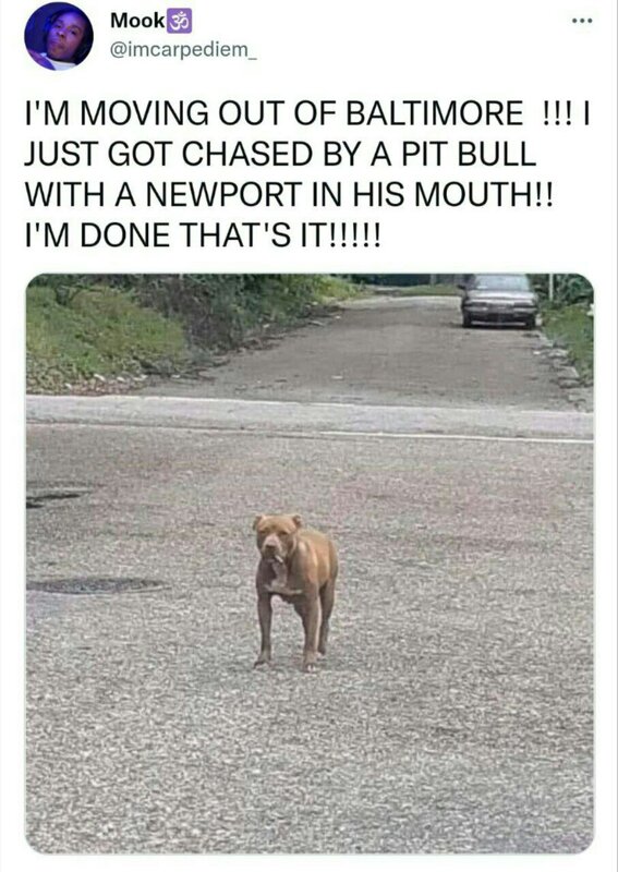 pitbull newport.jpg