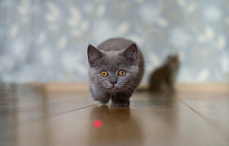 are-laser-pointers-safe-for-cats.jpg