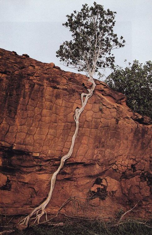oldest-tree-growing-roots.jpg