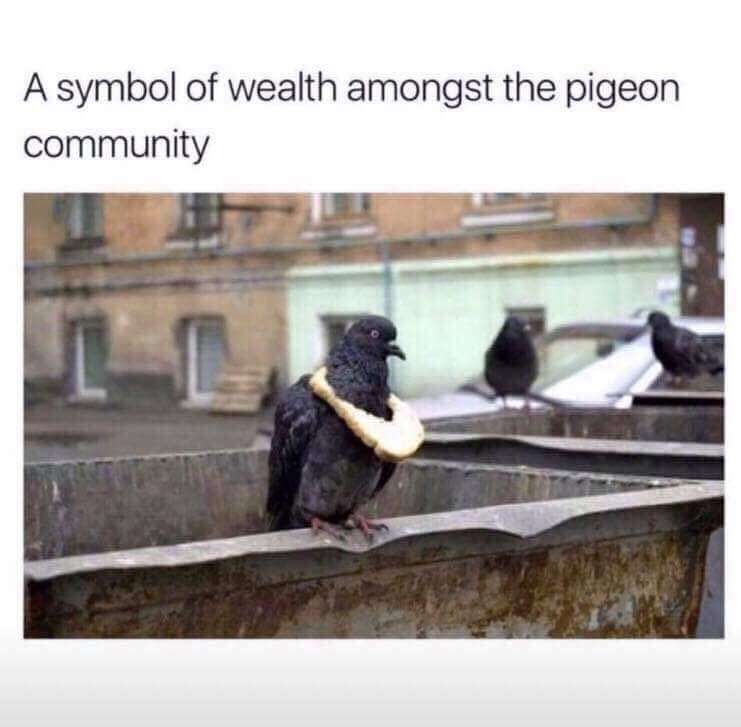 pigeon wealth meme.jpg