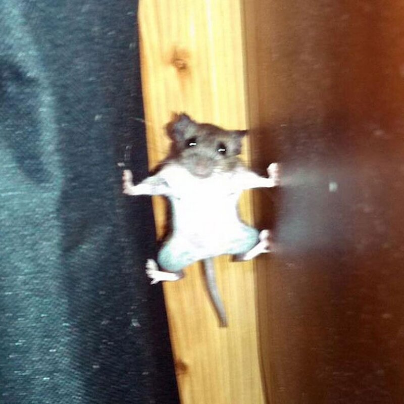 Spidermouse.jpg