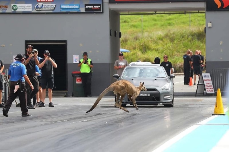 kangaroo at eastern creek drags.jpg